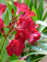 Hardy Red Oleander, Nerium oleander 'Hardy Red'